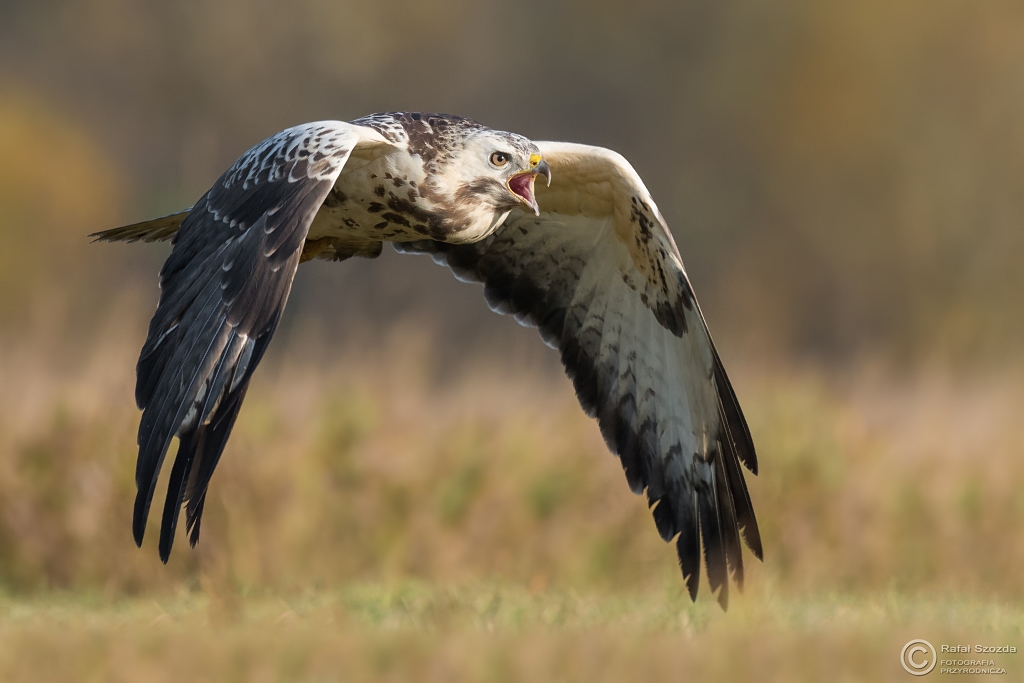 Myszow, Common Buzzard (Buteo buteo) ...