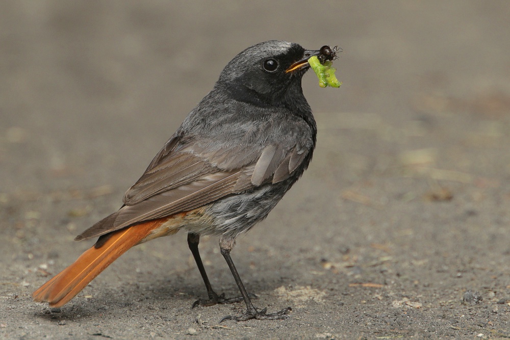 Kopciuszek pogromca makro