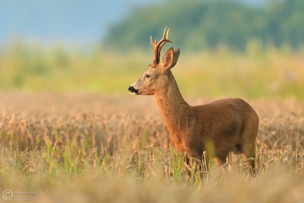 Rogacz, Roe (Capreolus capreolus) ... 2017r