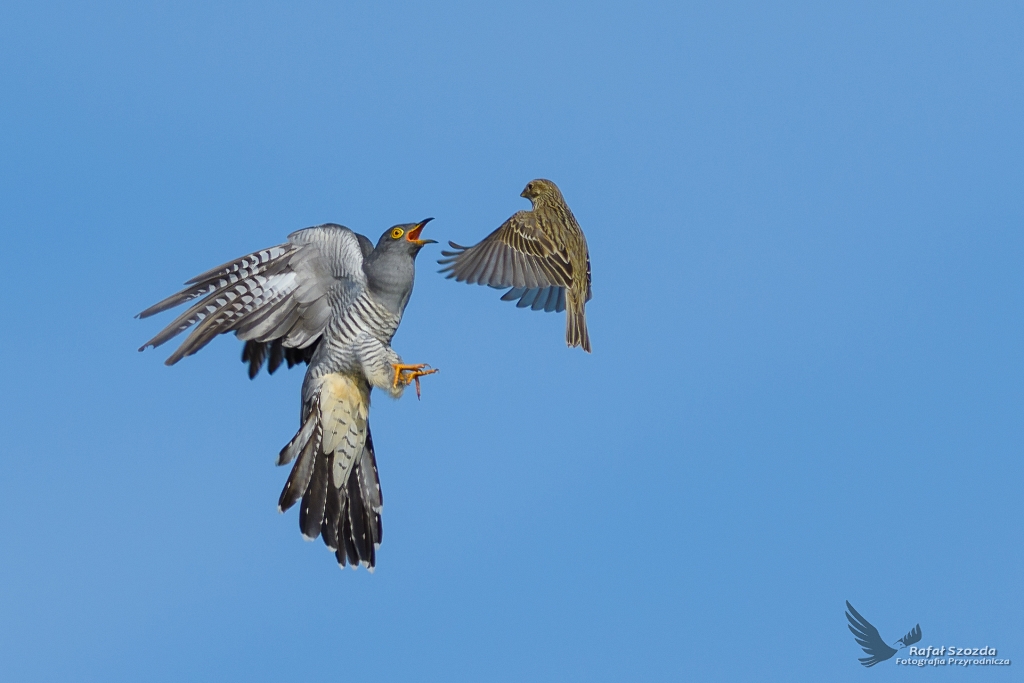 Kukuka, Common Cuckoo (Cuculus canorus) vs Potrzeszcz Corn Bunting (Emberiza calandra) ... 2017r