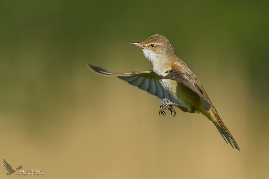 Trzciniak, Great Reed-Warbler (Acrocephalus arundinaceus) ... 2017r