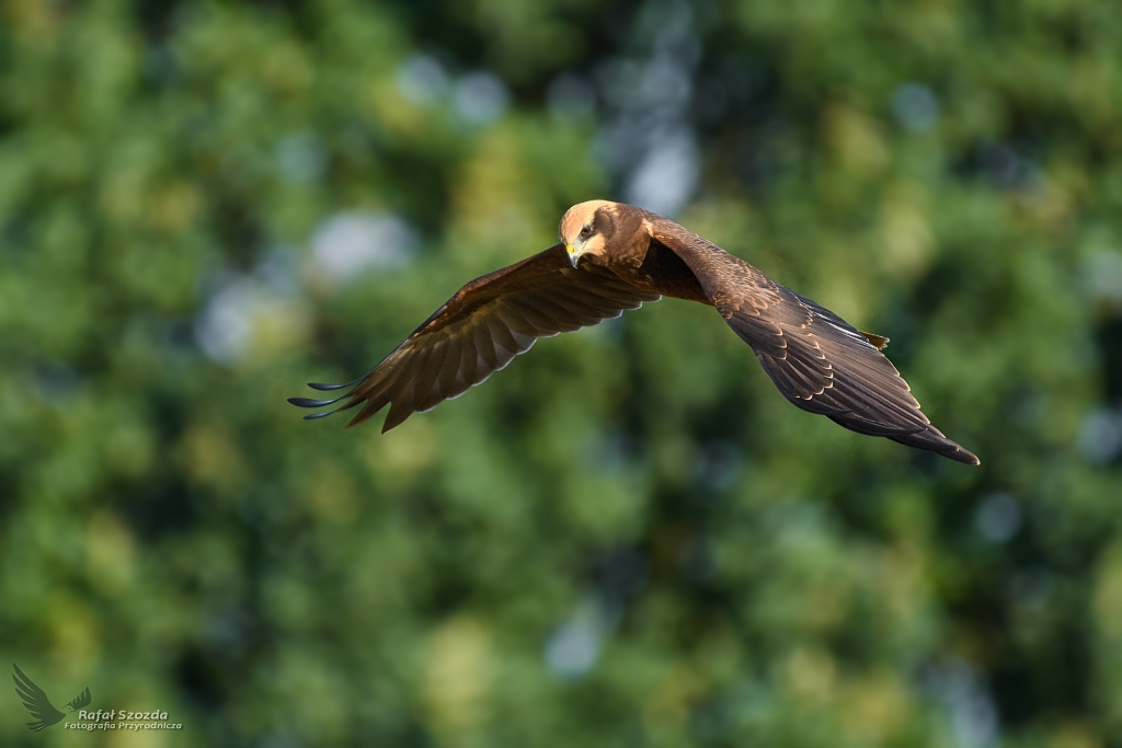 Botniak Stawowy, Western Marsh-Harrier (Circus aeruginosus) ... 2017r