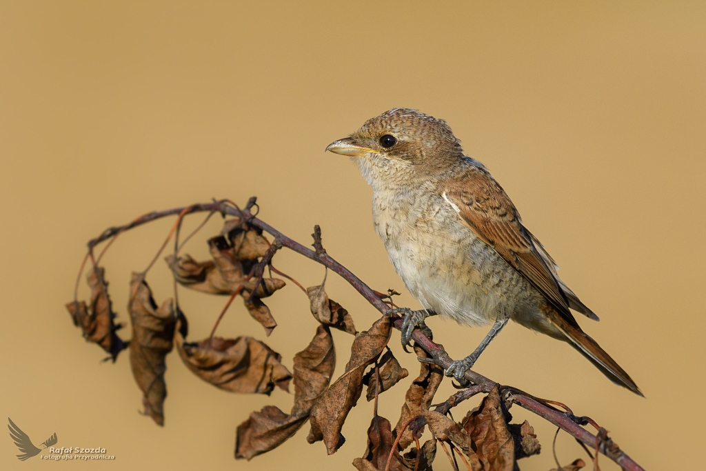 Gsiorek, Red-backed Shrike (Lanius collurio) ... 2017r