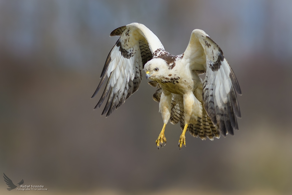 Myszow, Common Buzzard (Buteo buteo) ... 2017r