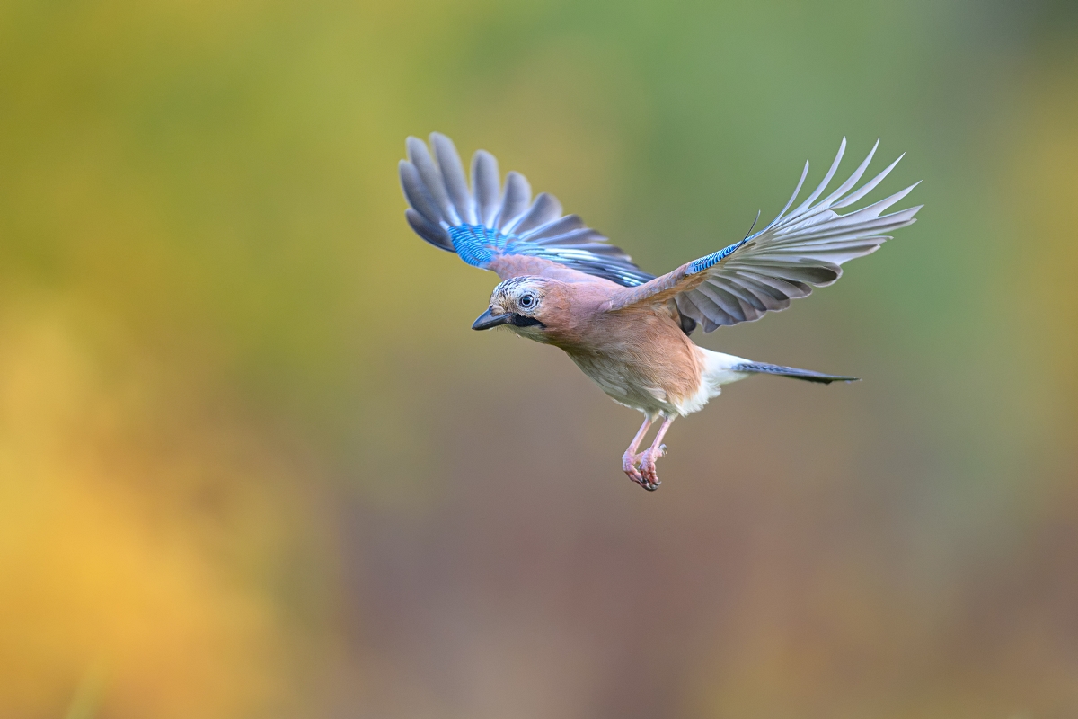 Sjka, Eurasian Jay (Garrulus glandarius) ... 2023r