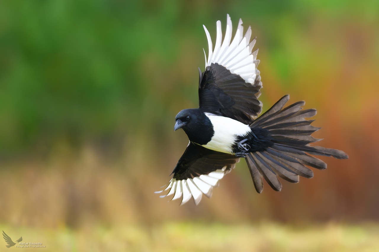 Sroka, Eurasian Magpie (Pica pica) ...