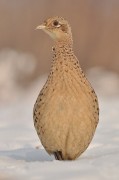 Kurki potrafi� si� ustawi� ;) Nikon d5000 sigma 120-400.