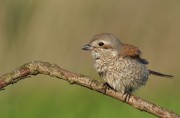 Na razie taki i jak szczęście dopisze, będą wilgi ;) Kolejna trudna wyprawa w korony drzew. Nikon d5000 sigma 120-400 fota na 400 mm Na razie taki i jak szczęście dopisze, będą wilgi ;) Kolejna trudna wyprawa w korony drzew. Nikon d5000 sigma 120-400 fota na 400 mm