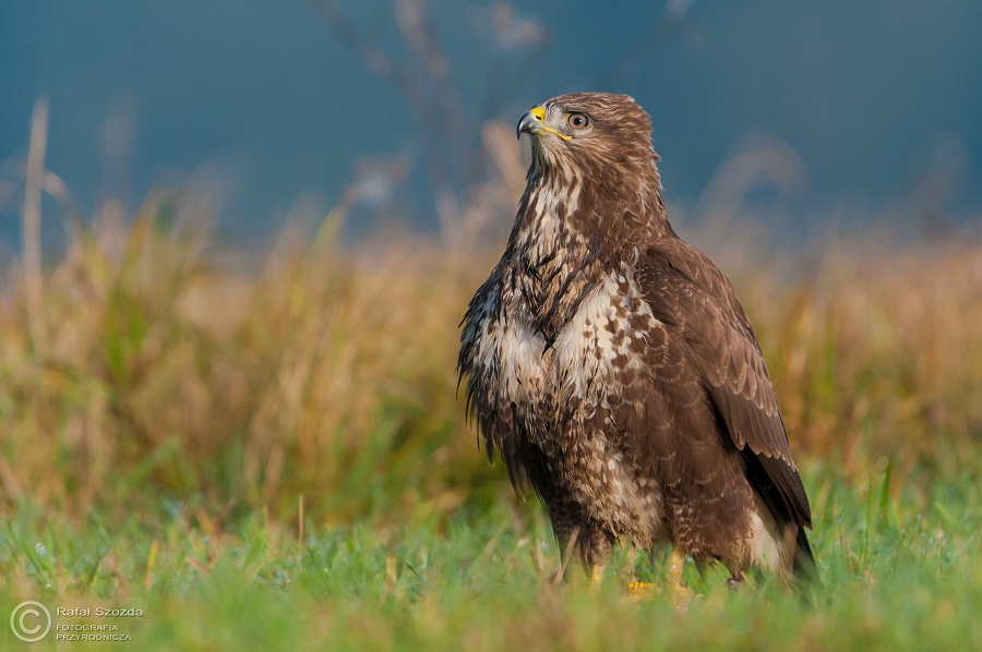 Myszow, Common Buzzard (Buteo buteo) ... 2014r