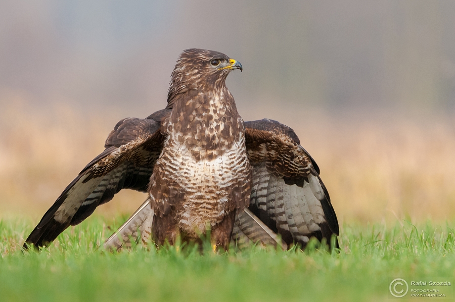 Myszow, Common Buzzard (Buteo buteo) ... 2014r