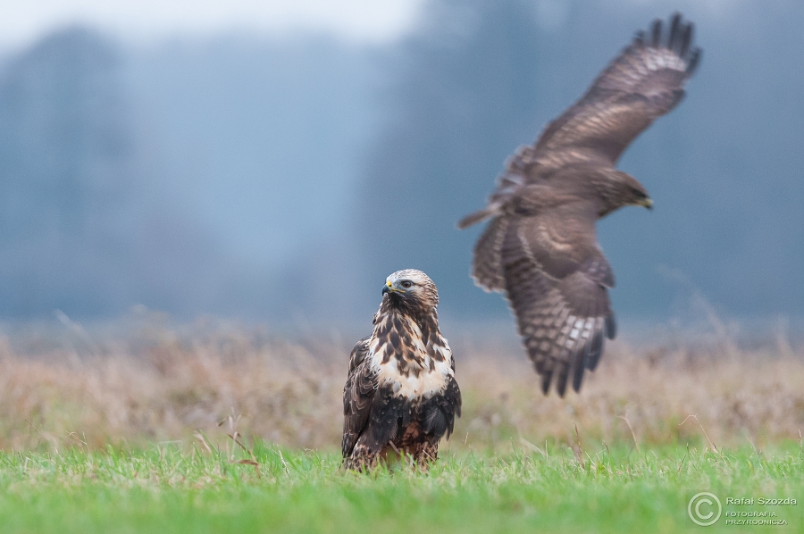 Myszow wochaty, Rough-legged Hawk (Buteo lagopus) ... 2014r