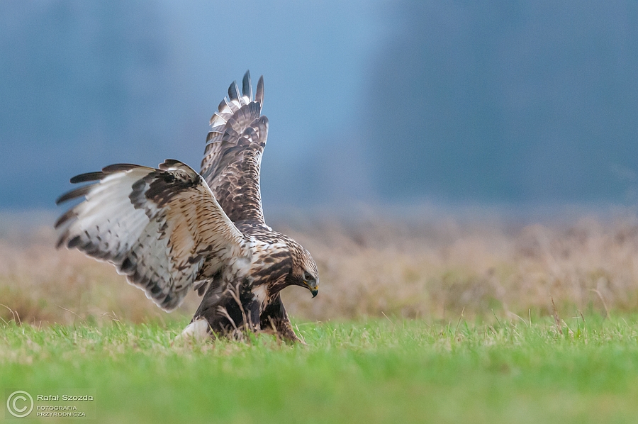 Myszow wochaty, Rough-legged Hawk (Buteo lagopus) ... 2014r