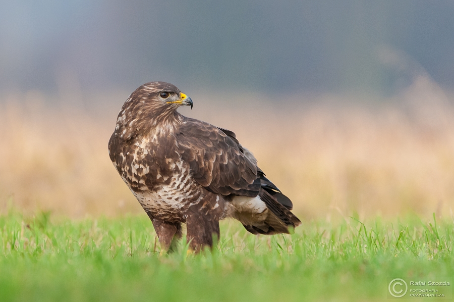 Myszow, Common Buzzard (Buteo buteo) ... 2014r