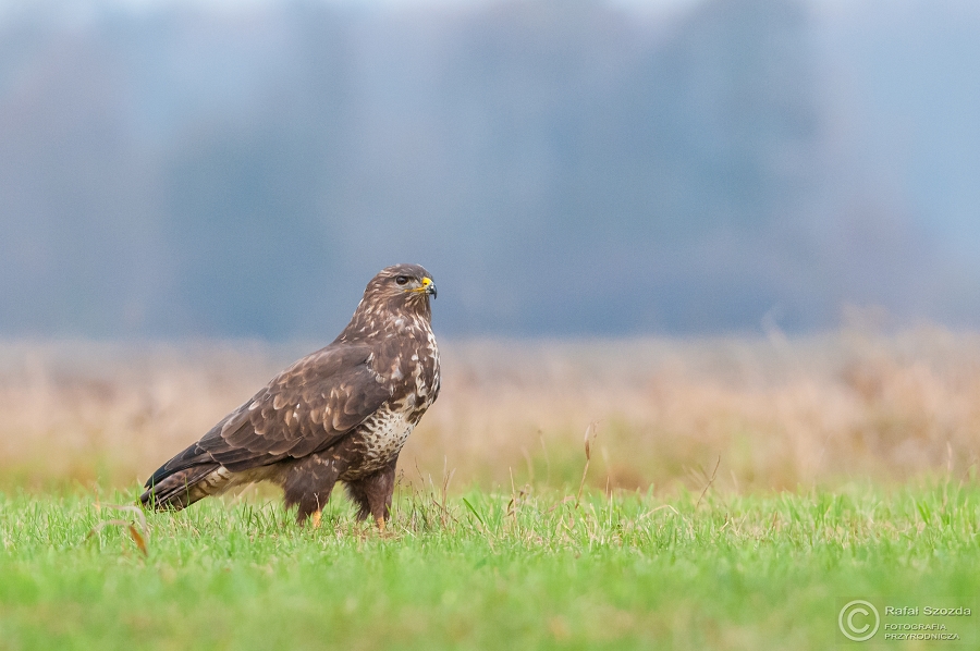 Myszow, Common Buzzard (Buteo buteo) ... 2014r