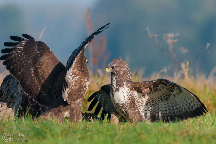 Myszow, Common Buzzard (Buteo buteo) ... 2014r