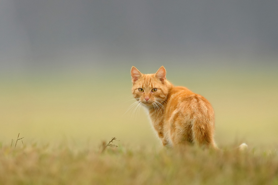 Garfield