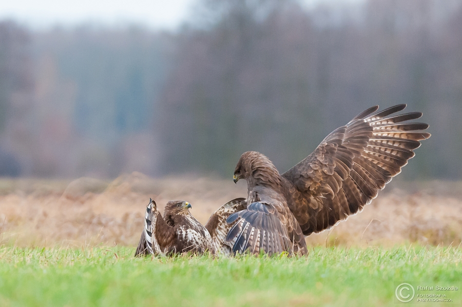 Myszow, Common Buzzard (Buteo buteo) ... 2014r