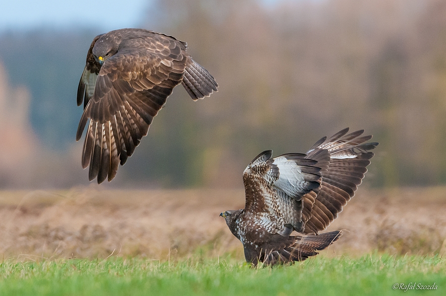 Myszow, Common Buzzard (Buteo buteo) ... 2014r