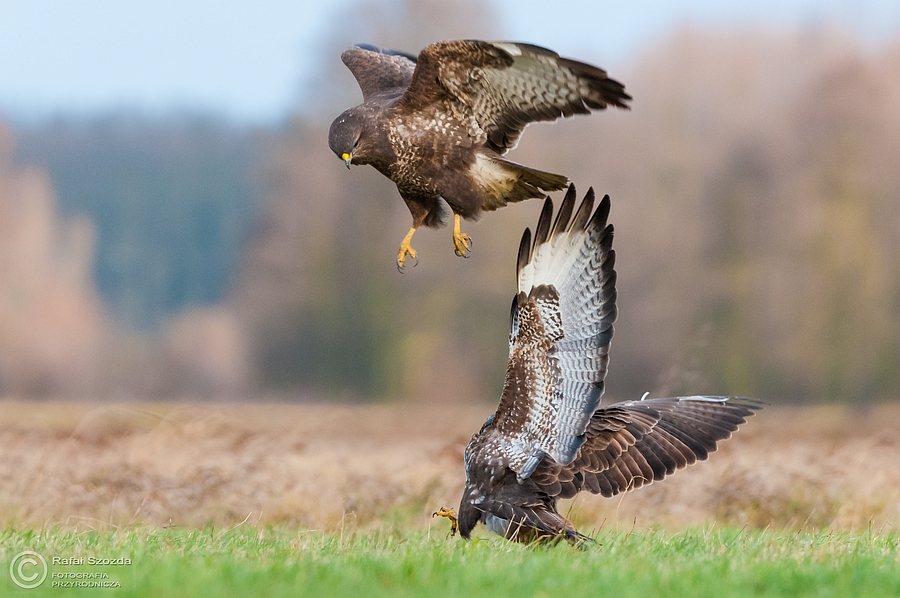 Myszow, Common Buzzard (Buteo buteo) ... 2014r