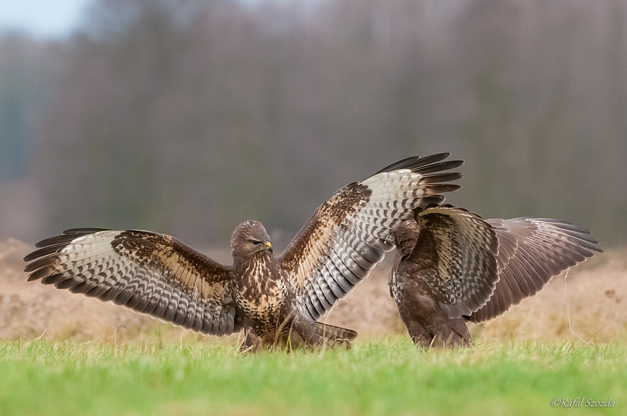 Myszow, Common Buzzard (Buteo buteo) ... 2014r