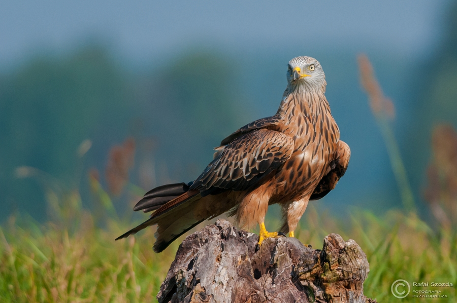 Kania Ruda, Red Kite (Milvus milvus) ... 2014r