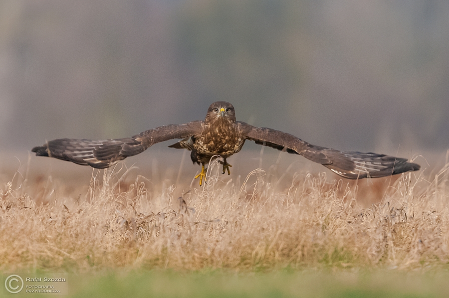 Myszow, Common Buzzard (Buteo buteo) ... 2014r