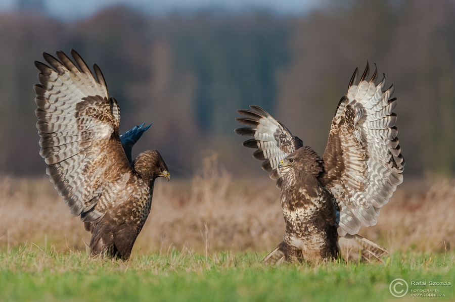 Myszow, Common Buzzard (Buteo buteo) ... 2014r