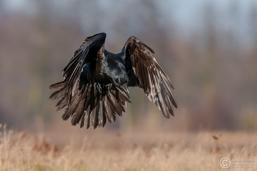 Kruk, Common Raven (Corvus corax) ... 2014r