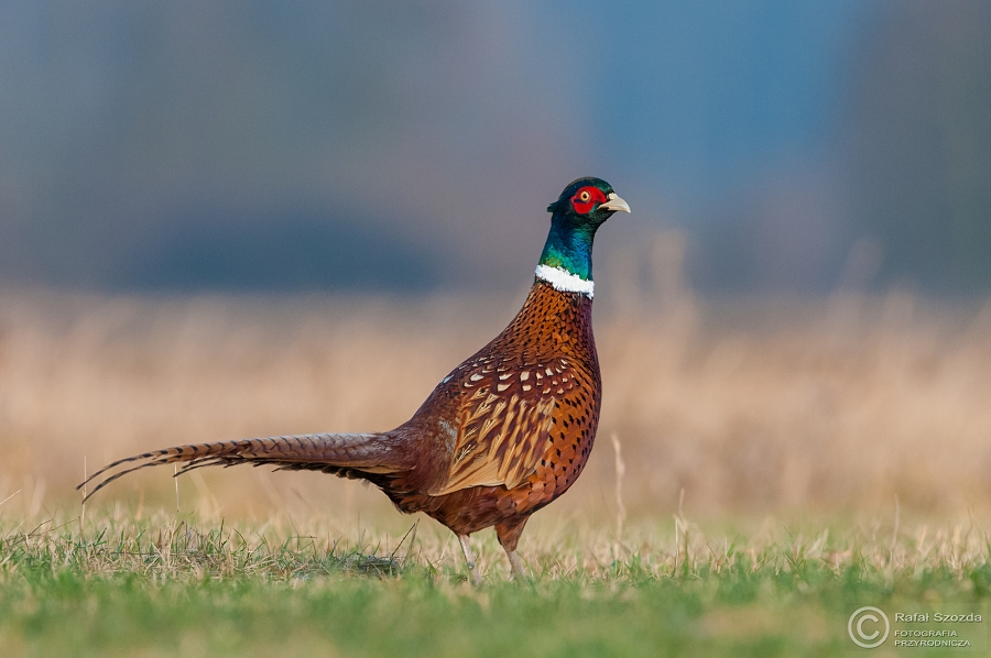 Baant, Common Pheasant (Phasianus colchicus) ... 2014r
