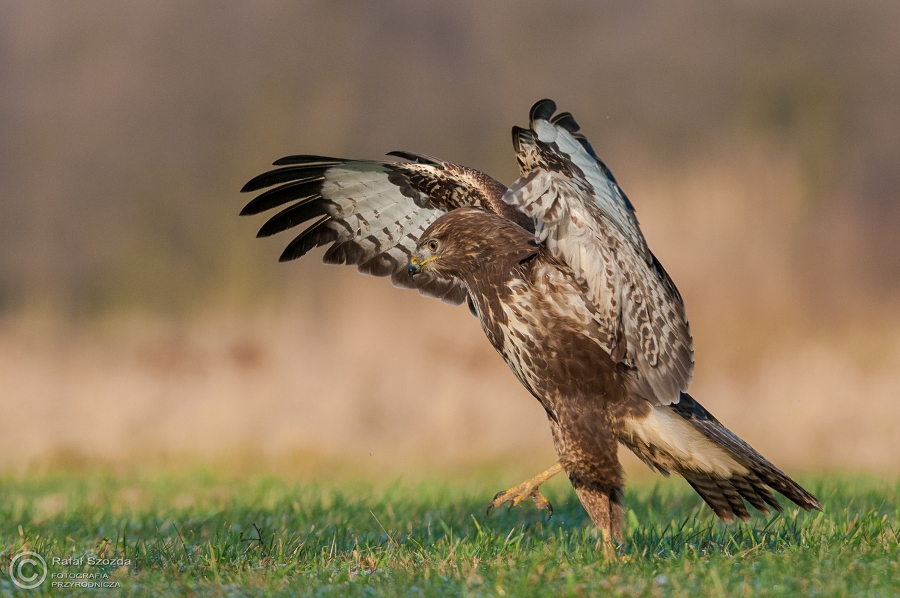 Myszow, Common Buzzard (Buteo buteo) ... 2014r