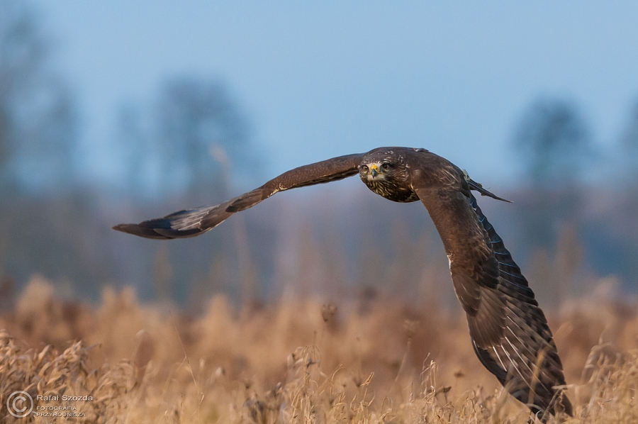 Myszow, Common Buzzard (Buteo buteo) ... 2014r