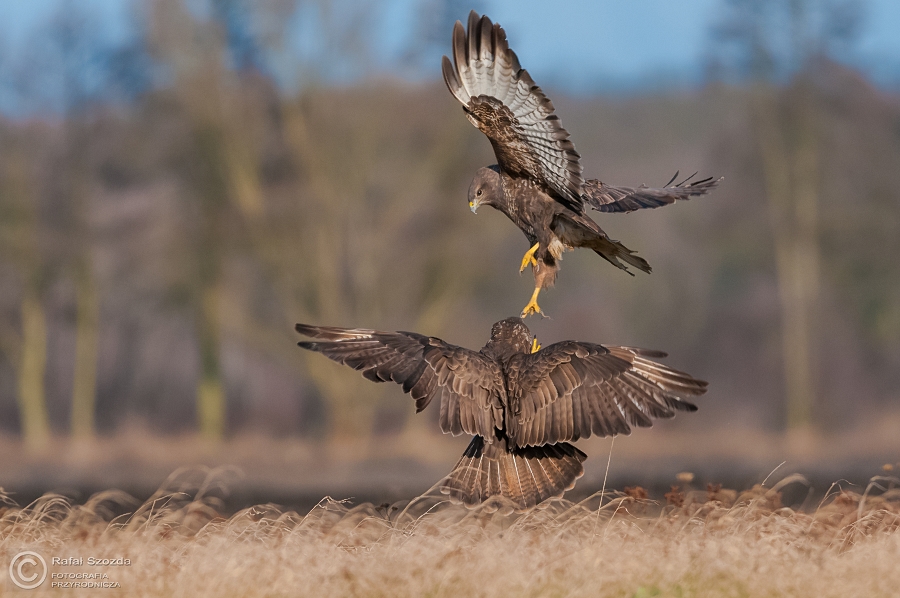 Myszow, Common Buzzard (Buteo buteo) ... 2015r