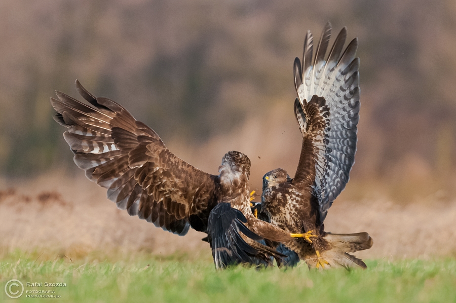 Myszow, Common Buzzard (Buteo buteo) ... 2015r - trzepanie pierza