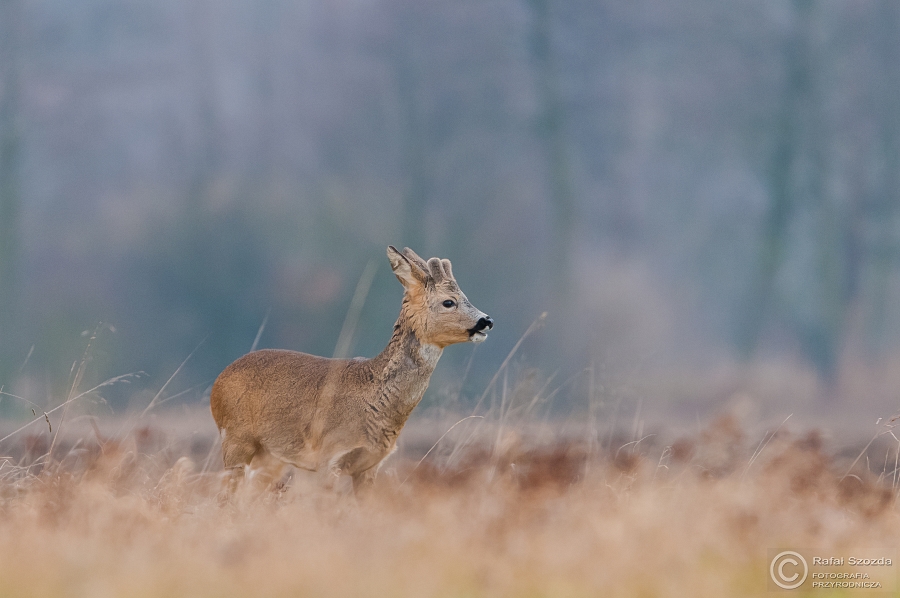 Sarna (Capreolus capreolus) ... 2015r - Poland