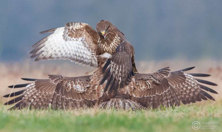 Myszow, Common Buzzard (Buteo buteo) ... 2015r - "aaa z licia chcesz ?"