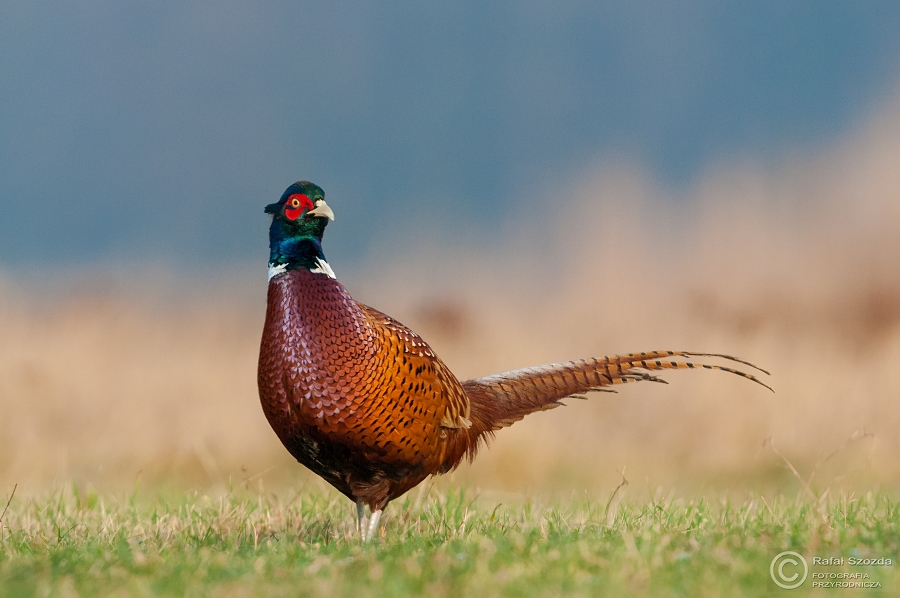 Baant, Common Pheasant (Phasianus colchicus) ... 2015r