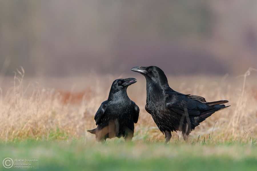 Kruk, Common Raven (Corvus corax) ... 2015r - Poland