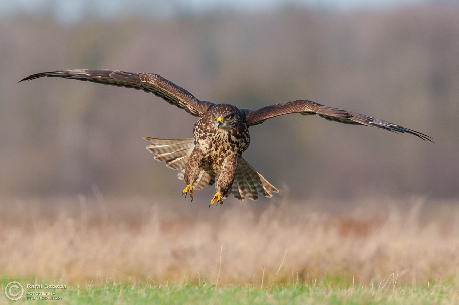 Myszow, Common Buzzard (Buteo buteo) ... 2015r