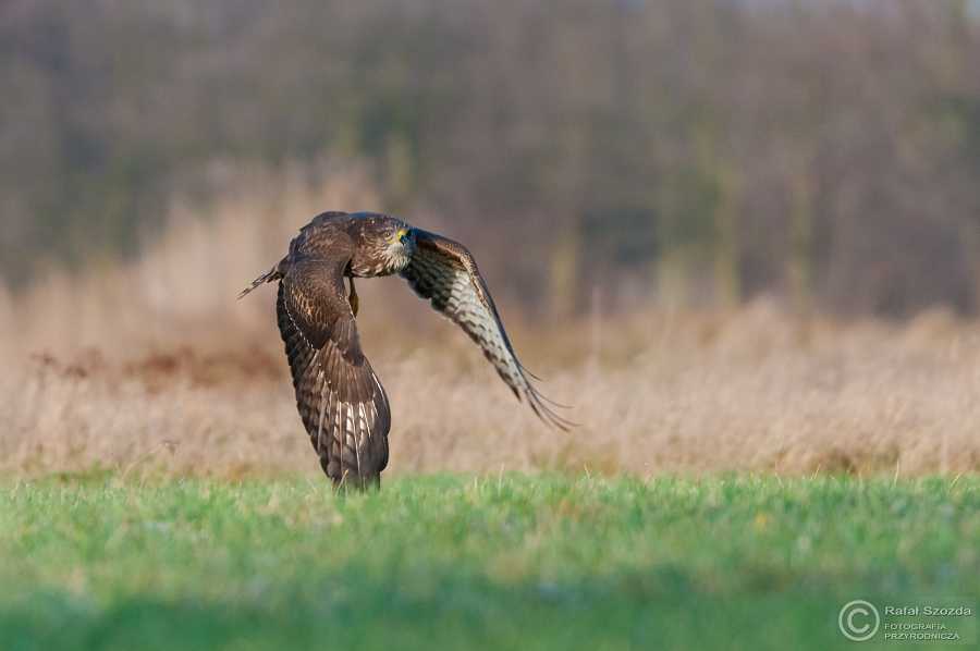 Myszow, Common Buzzard (Buteo buteo) ... 2015r