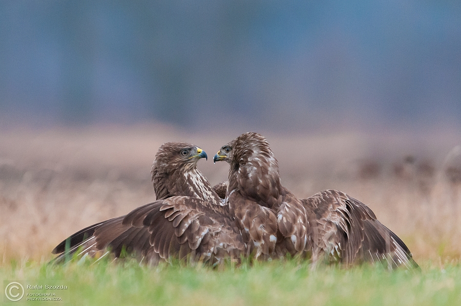 Myszow, Common Buzzard (Buteo buteo) ... 2015r