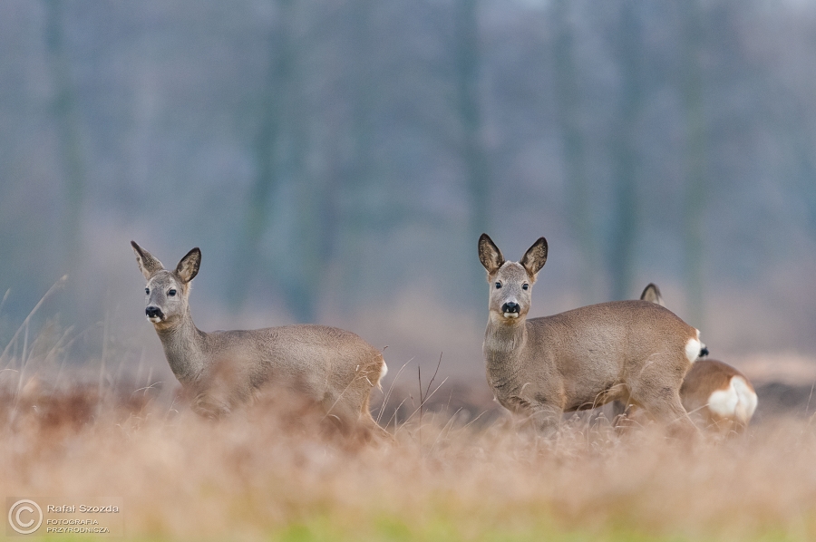 Sarna, Roe (Capreolus capreolus) ... 2015r