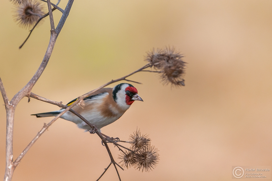 Szczygie, European Goldfinch (Carduelis carduelis) ... 2015r