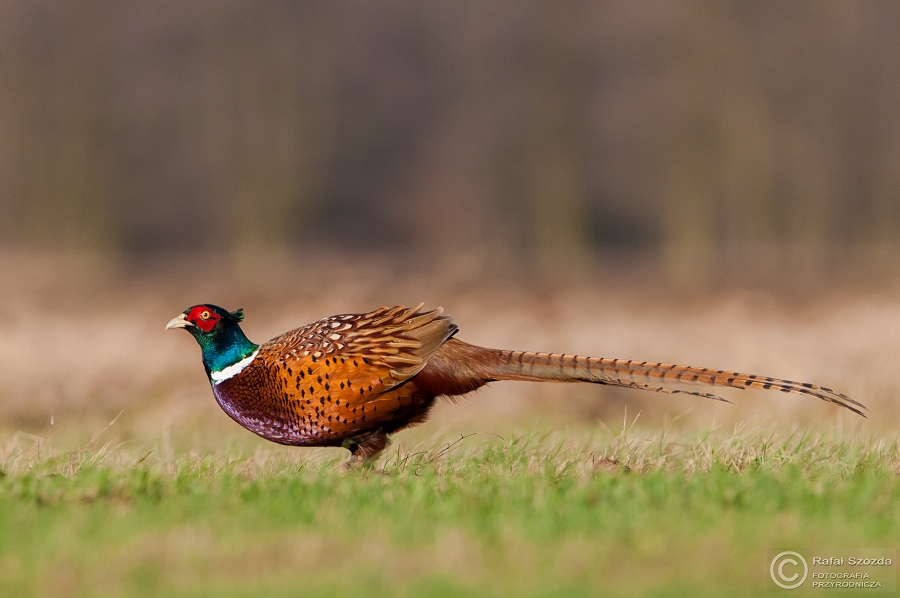 Baant, Common Pheasant (Phasianus colchicus) ... 2015r