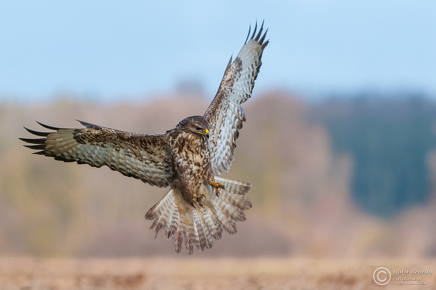 Myszow, Common Buzzard (Buteo buteo) ... 2015r - Poland