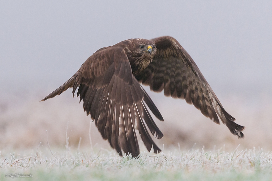 Myszow, Common Buzzard (Buteo buteo) ... 2015r