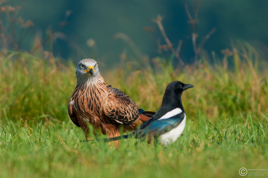 Kania Ruda, Red Kite (Milvus milvus) ... 2014r