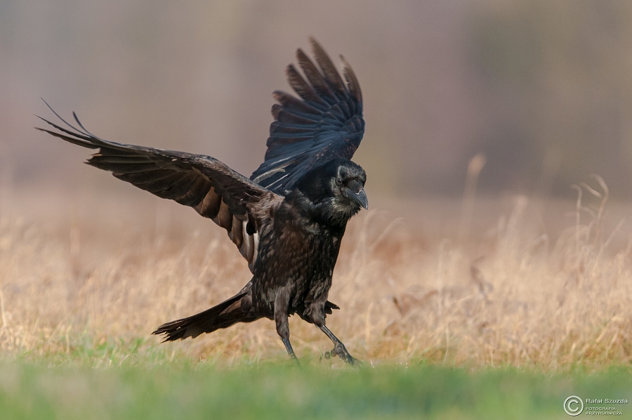 Kruk, Common Raven (Corvus corax) ... 2015r