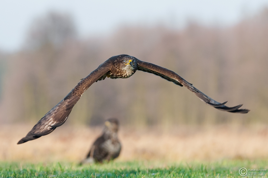 Myszow, Common Buzzard (Buteo buteo) ... 2015r