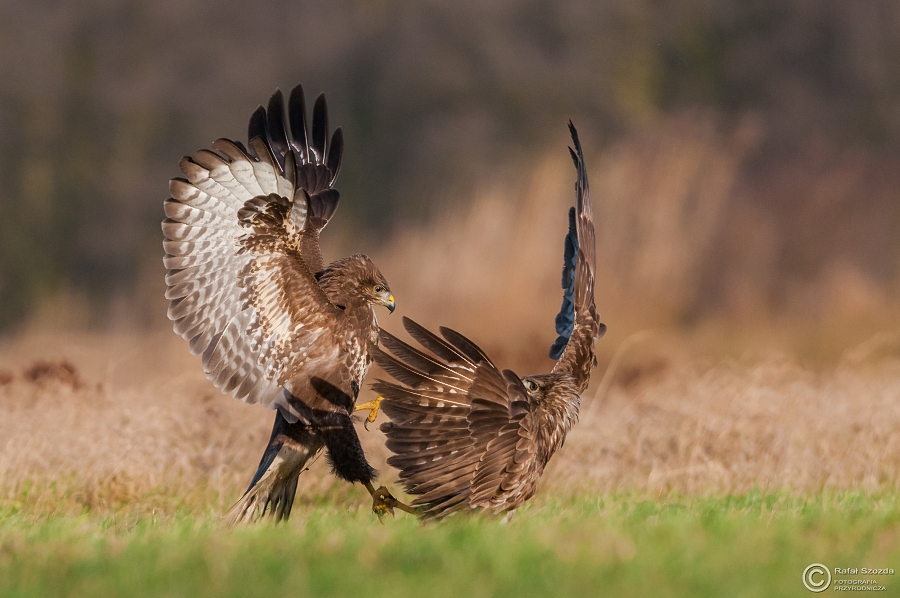 Myszow, Common Buzzard (Buteo buteo) ... 2015r