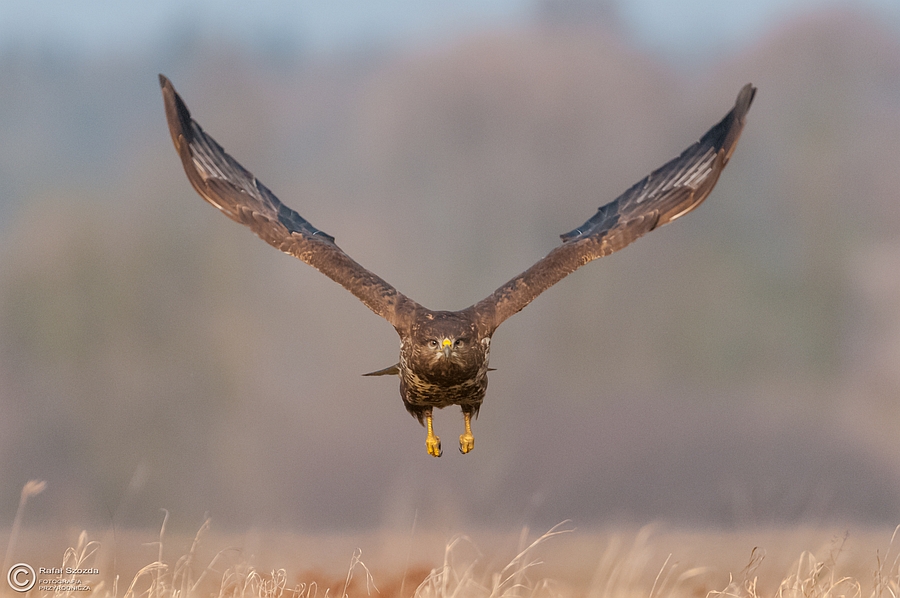 Myszow, Common Buzzard (Buteo buteo) ... 2015r